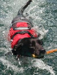 Black Labrador swimming in red Crewsaver Dog Life Jacket